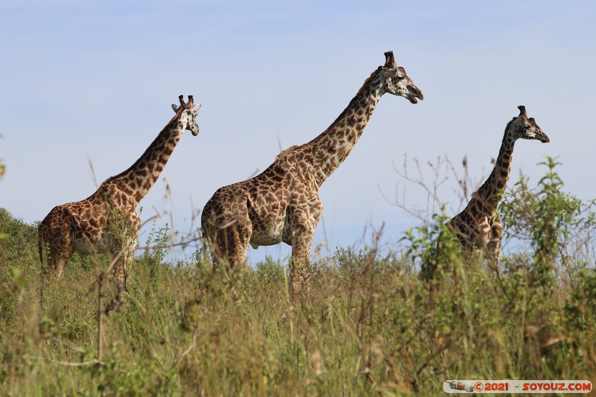 Masai Mara - Masai Giraffe
Mots-clés: geo:lat=-1.57019991 geo:lon=35.25956377 geotagged Keekorok KEN Kenya Narok animals Masai Mara Giraffe