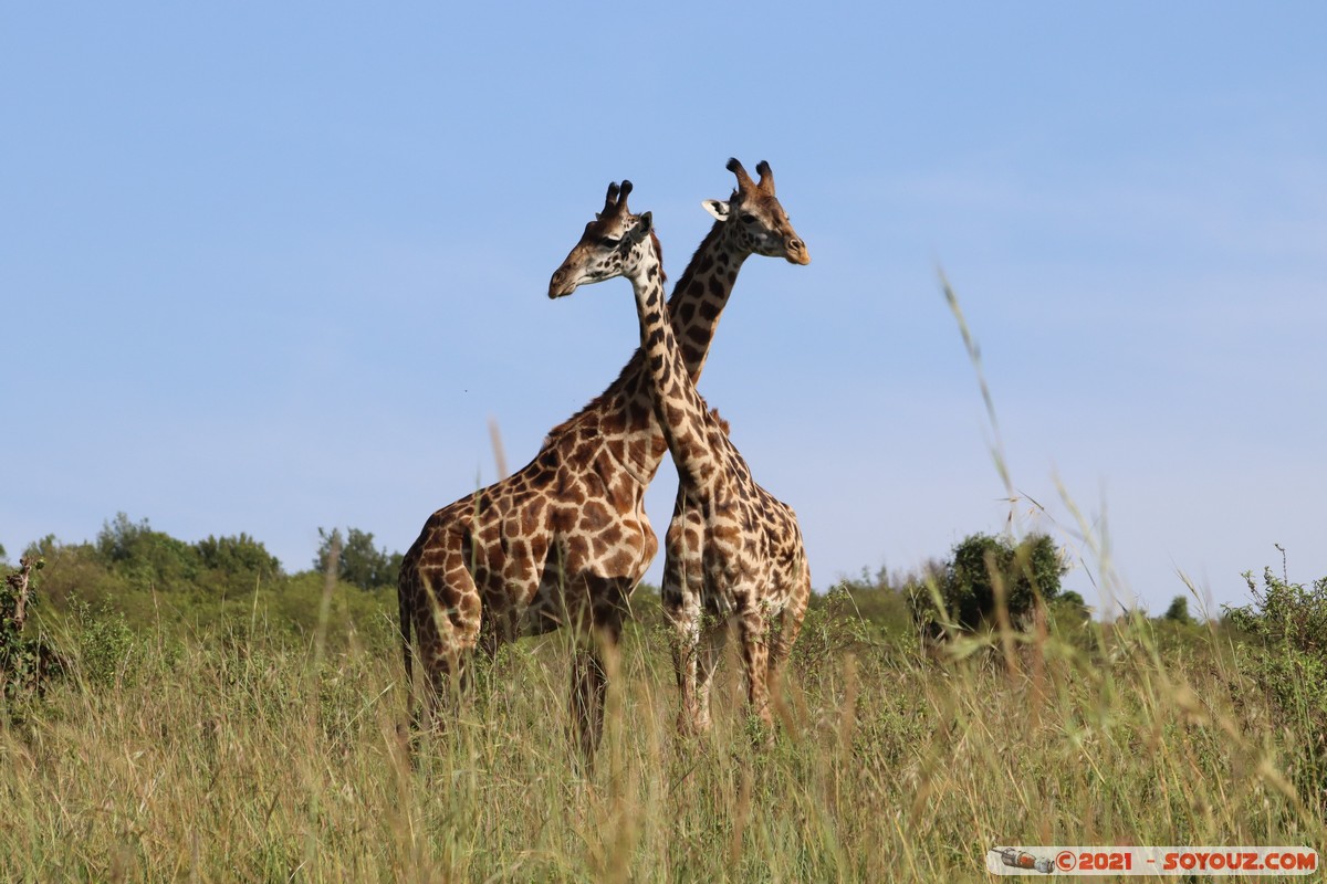 Masai Mara - Masai Giraffe
Mots-clés: geo:lat=-1.57019801 geo:lon=35.25956547 geotagged Keekorok KEN Kenya Narok animals Masai Mara Giraffe