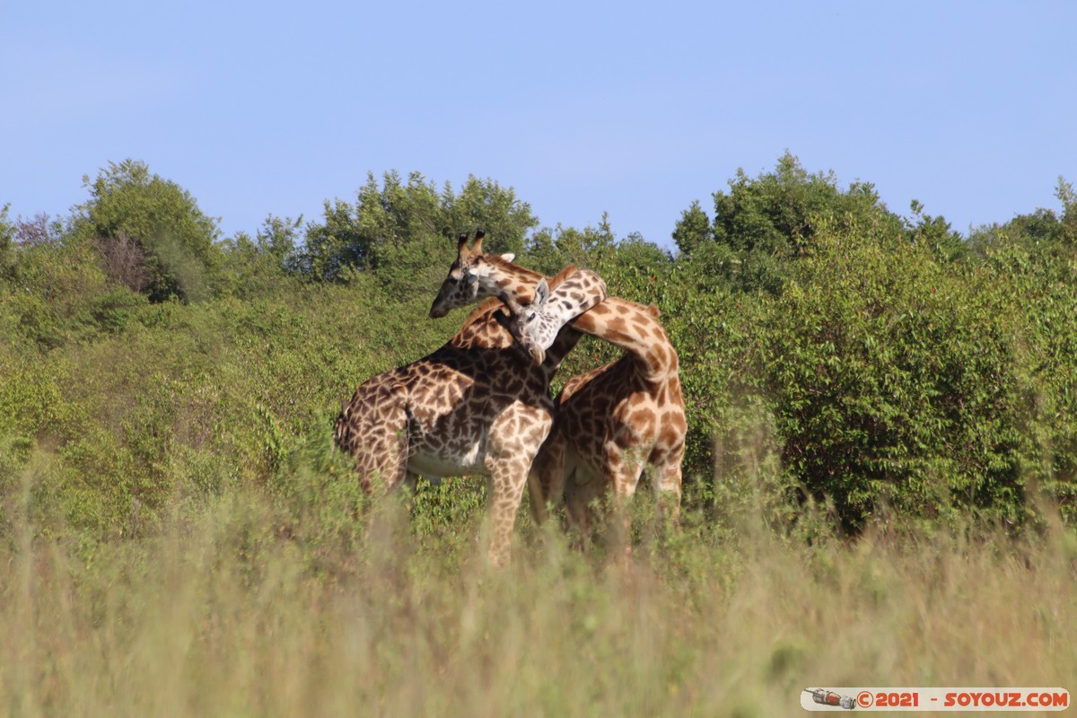 Masai Mara - Masai Giraffe
Mots-clés: geo:lat=-1.57019681 geo:lon=35.25956656 geotagged Keekorok KEN Kenya Narok animals Masai Mara Giraffe