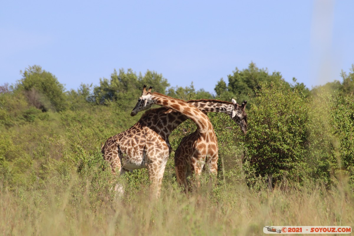Masai Mara - Masai Giraffe
Mots-clés: geo:lat=-1.57019663 geo:lon=35.25956671 geotagged Keekorok KEN Kenya Narok animals Masai Mara Giraffe
