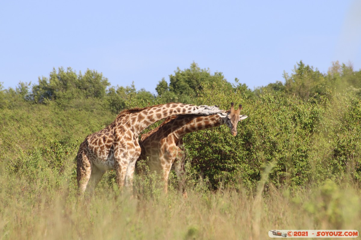 Masai Mara - Masai Giraffe
Mots-clés: geo:lat=-1.57019388 geo:lon=35.25956919 geotagged Keekorok KEN Kenya Narok animals Masai Mara Giraffe