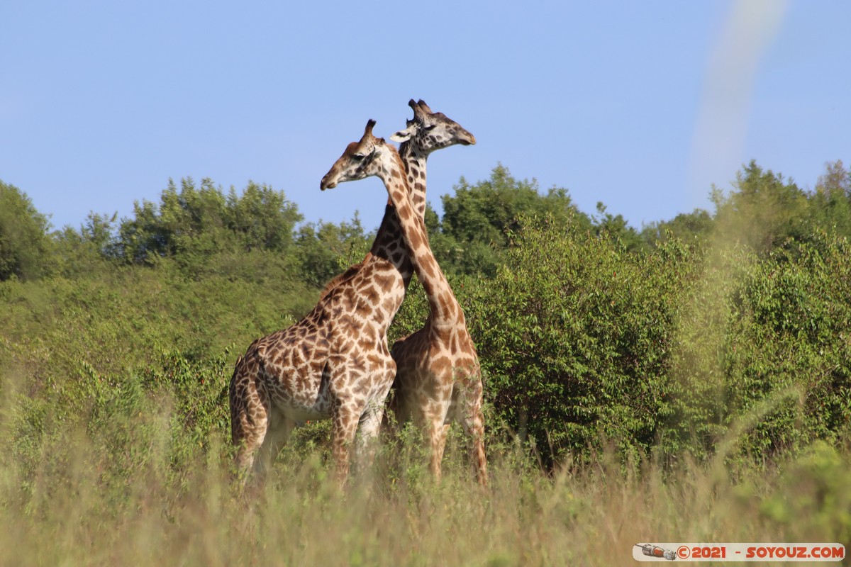 Masai Mara - Masai Giraffe
Mots-clés: geo:lat=-1.57019353 geo:lon=35.25956950 geotagged Keekorok KEN Kenya Narok animals Masai Mara Giraffe
