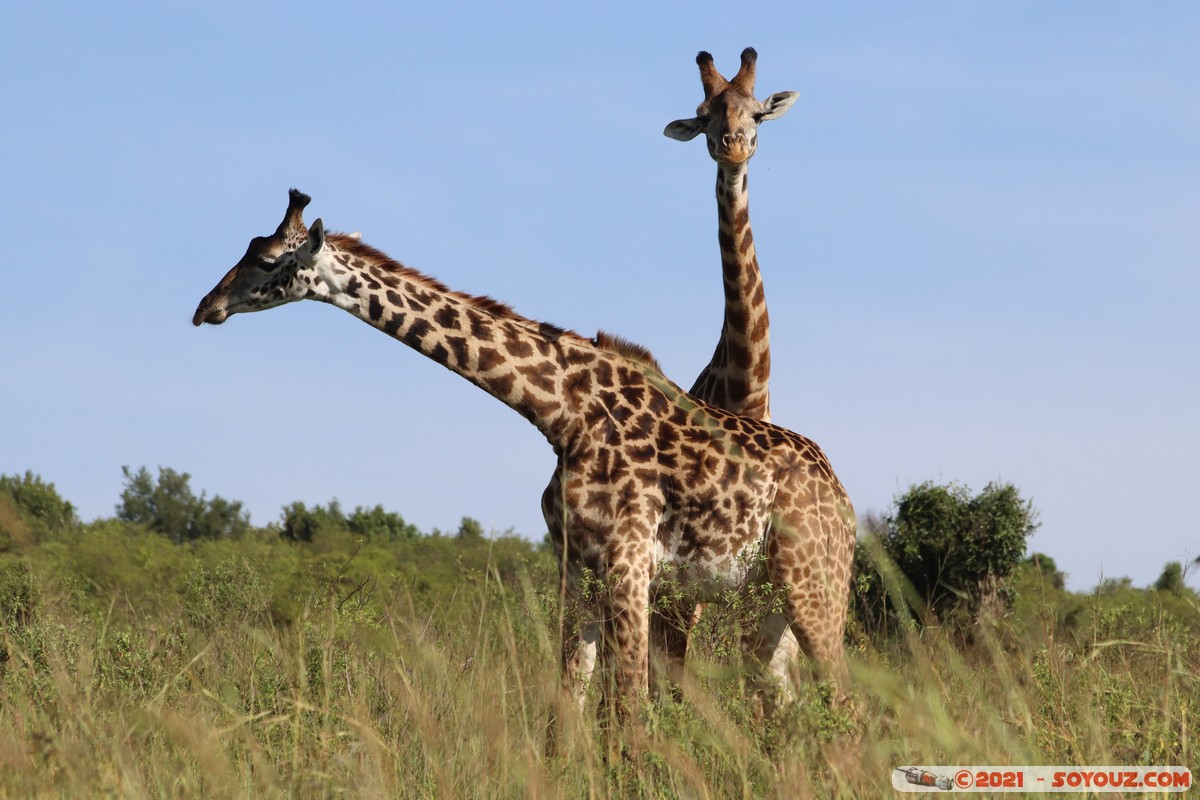 Masai Mara - Masai Giraffe
Mots-clés: geo:lat=-1.57019129 geo:lon=35.25957151 geotagged Keekorok KEN Kenya Narok animals Masai Mara Giraffe