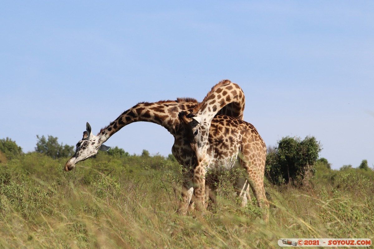 Masai Mara - Masai Giraffe
Mots-clés: geo:lat=-1.57018974 geo:lon=35.25957291 geotagged Keekorok KEN Kenya Narok animals Masai Mara Giraffe