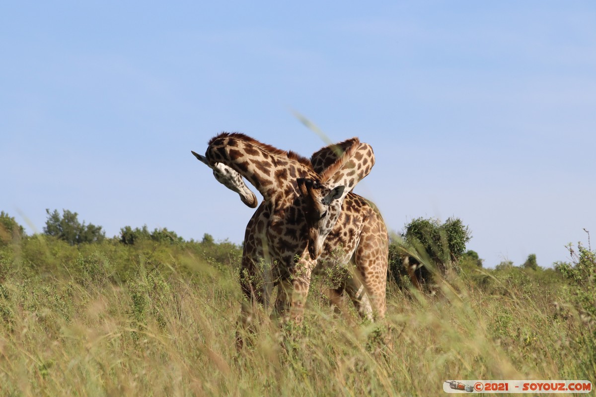 Masai Mara - Masai Giraffe
Mots-clés: geo:lat=-1.57018251 geo:lon=35.25957942 geotagged Keekorok KEN Kenya Narok animals Masai Mara Giraffe