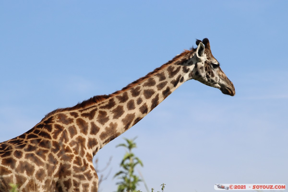 Masai Mara - Masai Giraffe
Mots-clés: geo:lat=-1.57016977 geo:lon=35.25959088 geotagged Keekorok KEN Kenya Narok animals Masai Mara Giraffe