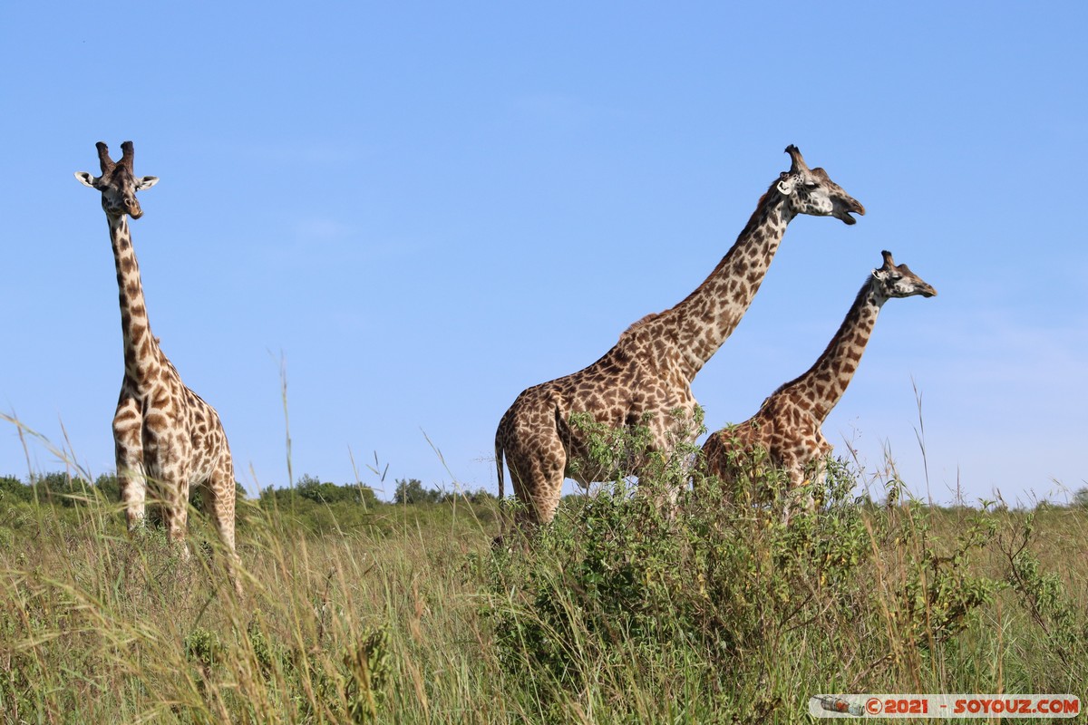 Masai Mara - Masai Giraffe
Mots-clés: geo:lat=-1.57008068 geo:lon=35.25966791 geotagged Keekorok KEN Kenya Narok animals Masai Mara Giraffe