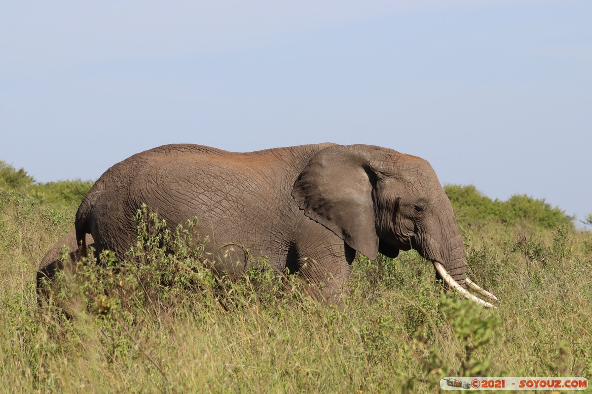 Masai Mara - Elephant
Mots-clés: geo:lat=-1.55513603 geo:lon=35.27369348 geotagged Keekorok KEN Kenya Narok animals Masai Mara Elephant