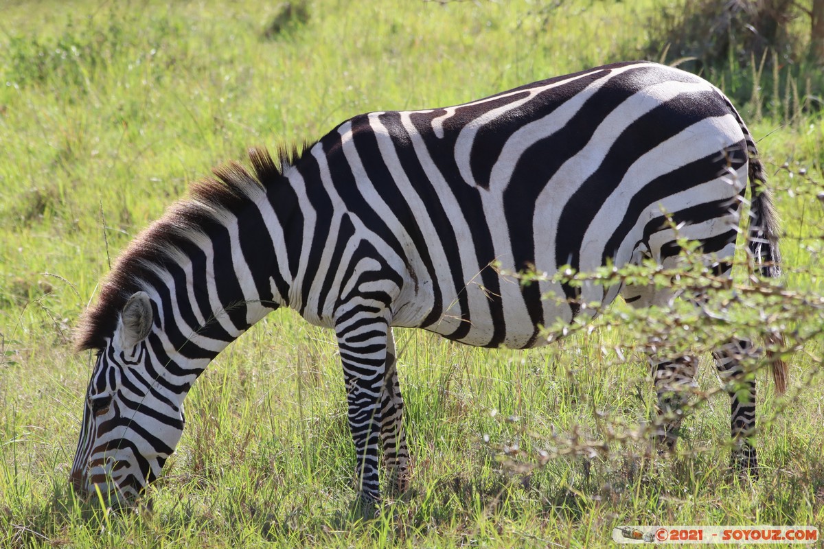 Masai Mara - Zebra
Mots-clés: geo:lat=-1.52248970 geo:lon=35.33619667 geotagged KEN Kenya Narok Talel animals Masai Mara zebre