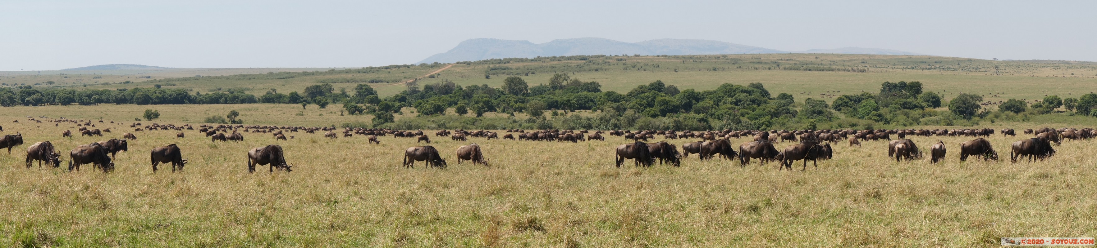 Masai Mara - Wildebeest (Gnou)
Mots-clés: geo:lat=-1.58298542 geo:lon=35.24229505 geotagged Keekorok KEN Kenya Narok Masai Mara Gnou Wildebeest panorama