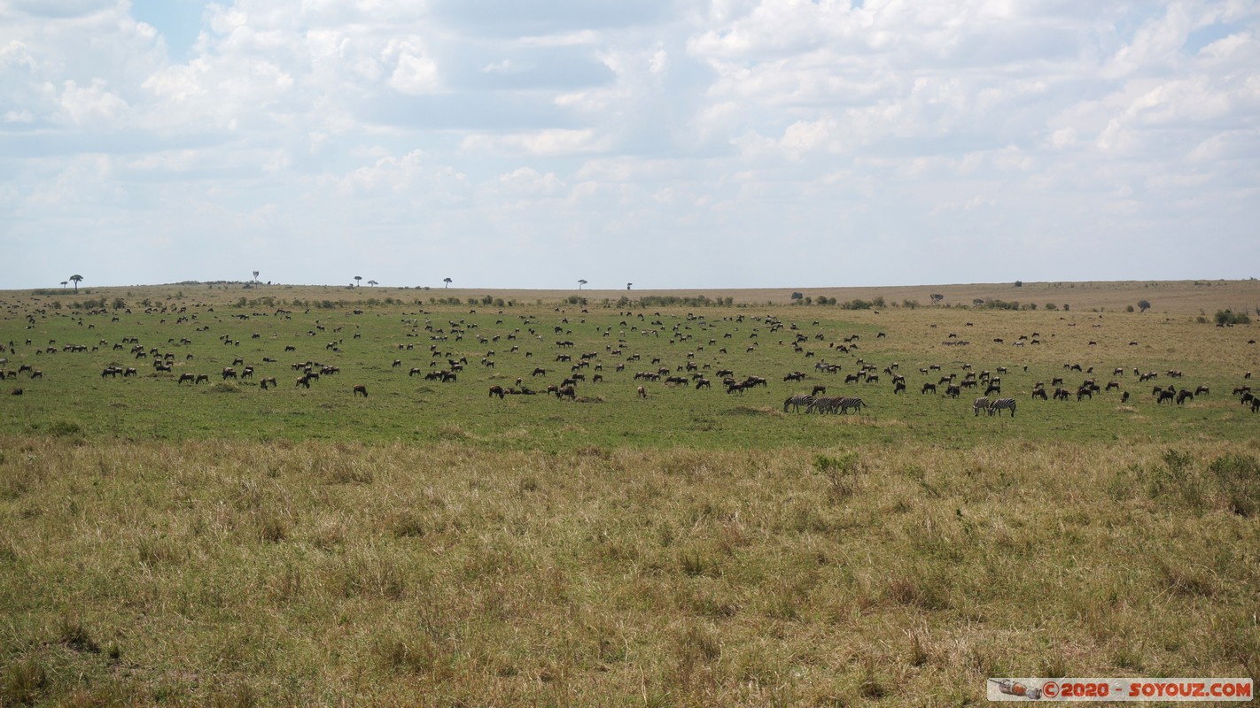 Masai Mara - Wildebeest (Gnou)
Mots-clés: geo:lat=-1.51389262 geo:lon=35.09921655 geotagged KEN Kenya Narok Ol Kiombo Masai Mara Gnou Wildebeest paysage