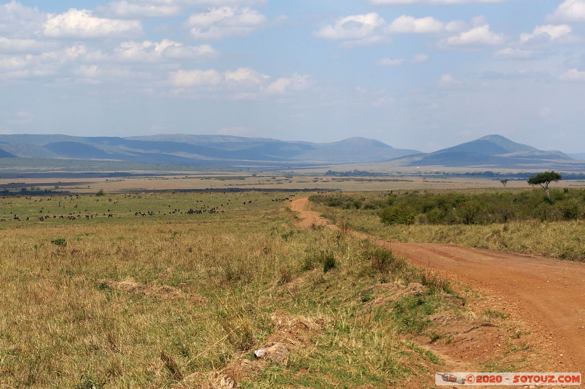 Masai Mara - On the road - Wildebeest (Gnou)
Mots-clés: geo:lat=-1.51389262 geo:lon=35.09921655 geotagged KEN Kenya Narok Ol Kiombo Masai Mara Gnou Wildebeest paysage Route