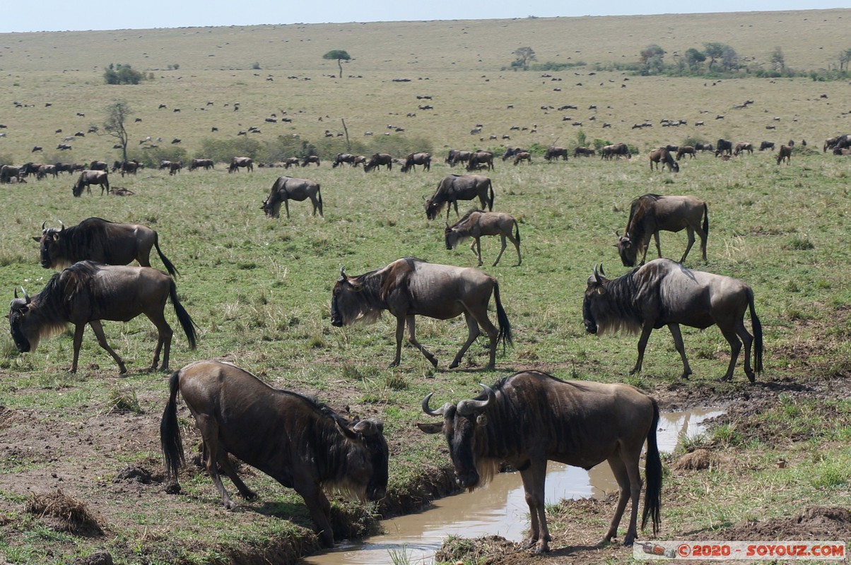 Masai Mara - Wildebeest (Gnou)
Mots-clés: geo:lat=-1.51389262 geo:lon=35.09921655 geotagged KEN Kenya Narok Ol Kiombo Masai Mara Gnou Wildebeest