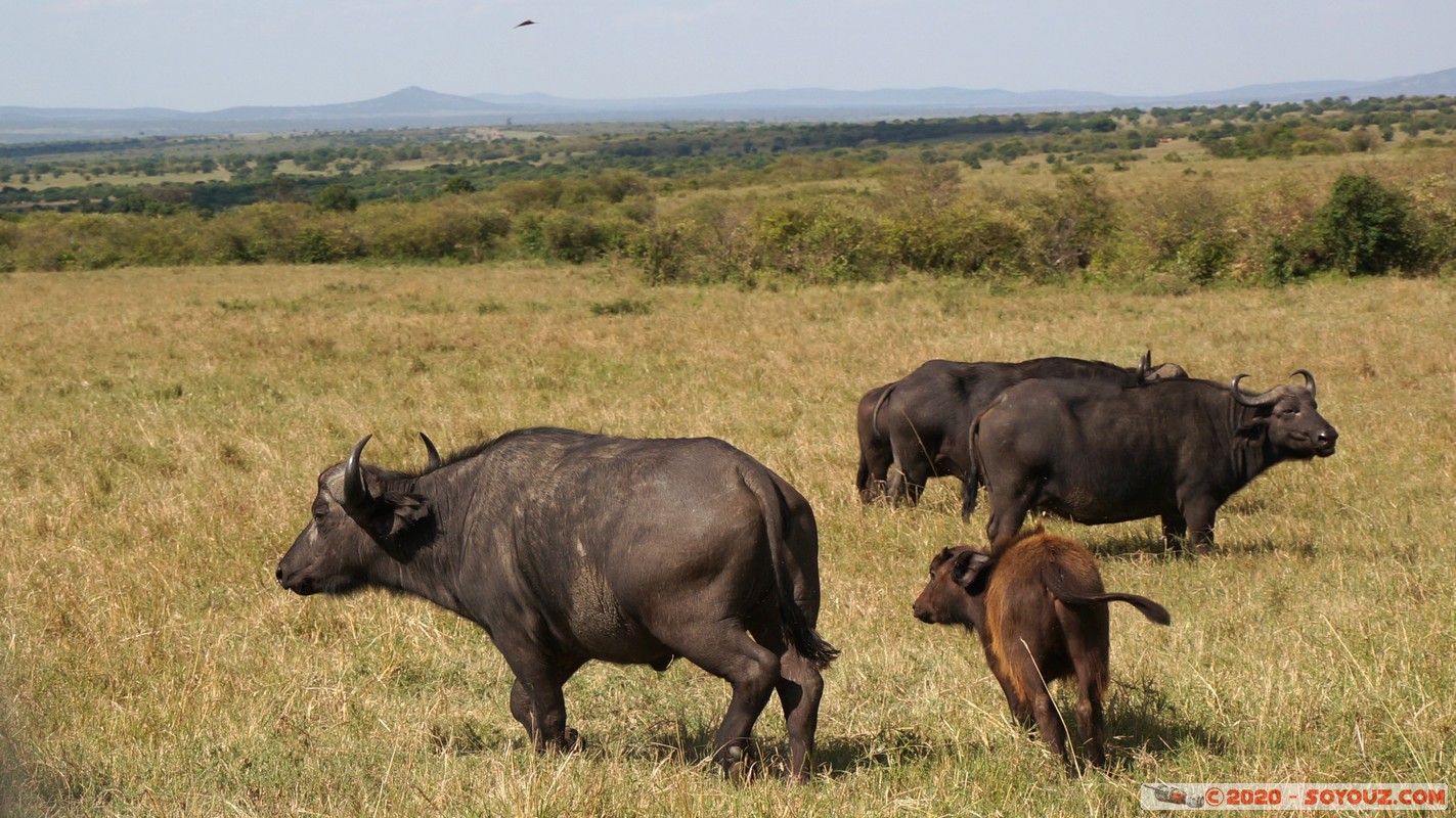 Masai Mara - Buffalo
Mots-clés: geo:lat=-1.56358780 geo:lon=35.23255683 geotagged Keekorok KEN Kenya Narok Masai Mara animals Buffle