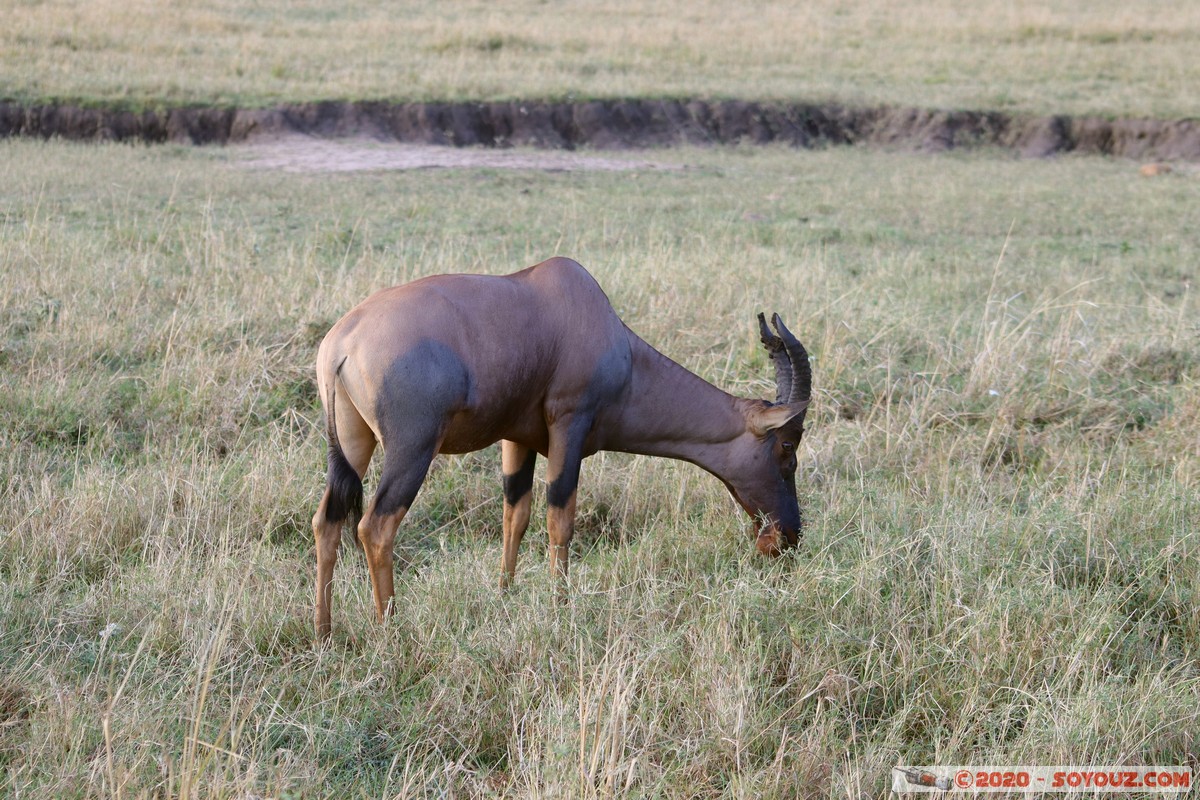 Masai Mara - Topi
Mots-clés: geo:lat=-1.58496375 geo:lon=35.17667146 geotagged Keekorok KEN Kenya Narok Masai Mara Topi animals