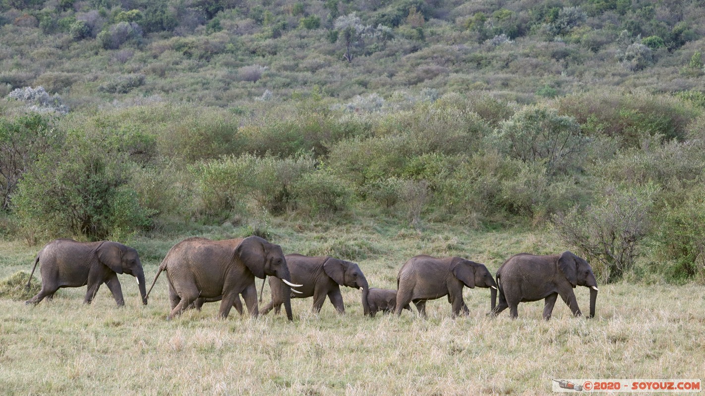 Masai Mara - Elephant
Mots-clés: geo:lat=-1.58247561 geo:lon=35.16770215 geotagged Keekorok KEN Kenya Narok Masai Mara animals Elephant