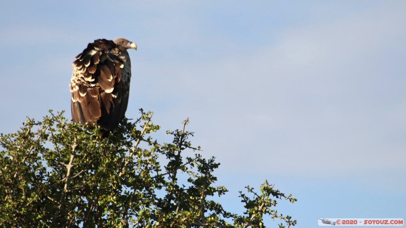 Masai Mara - Ruppell's Vulture
Mots-clés: geo:lat=-1.57102156 geo:lon=35.14590116 geotagged Keekorok KEN Kenya Narok Masai Mara oiseau vautour Ruppell's Vulture animals
