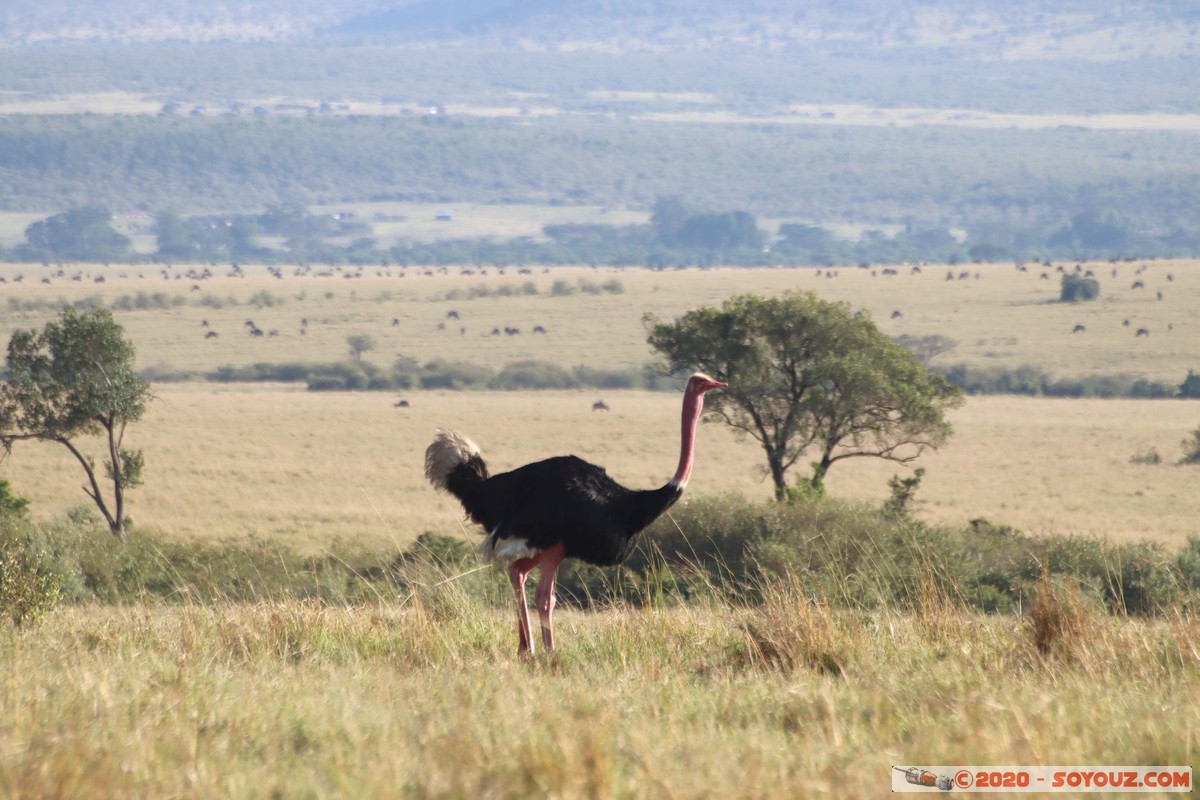 Masai Mara - Ostrich
Mots-clés: geo:lat=-1.57595496 geo:lon=35.14414163 geotagged Keekorok KEN Kenya Narok Masai Mara animals oiseau Autruche