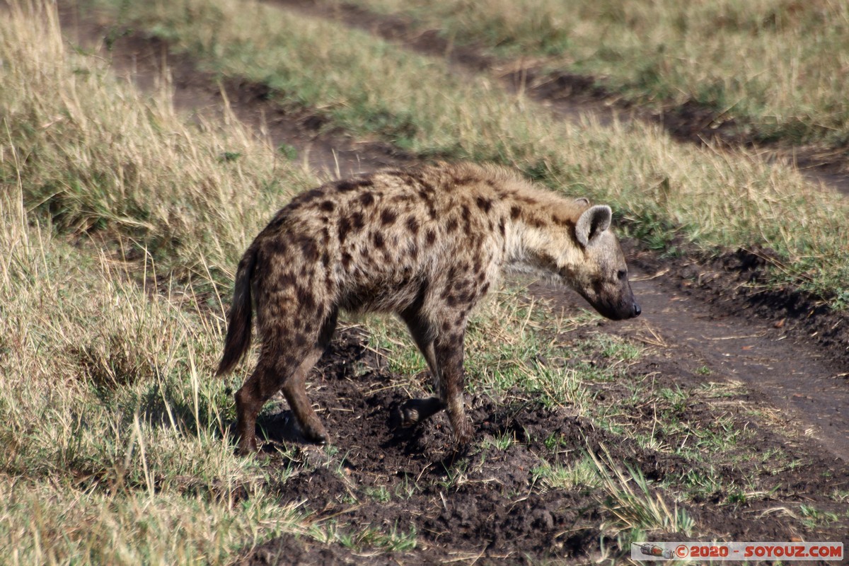 Masai Mara - Spotted Hyena
Mots-clés: geo:lat=-1.58258661 geo:lon=35.12477516 geotagged Keekorok KEN Kenya Narok Masai Mara animals Spotted Hyena Hyene tachetee