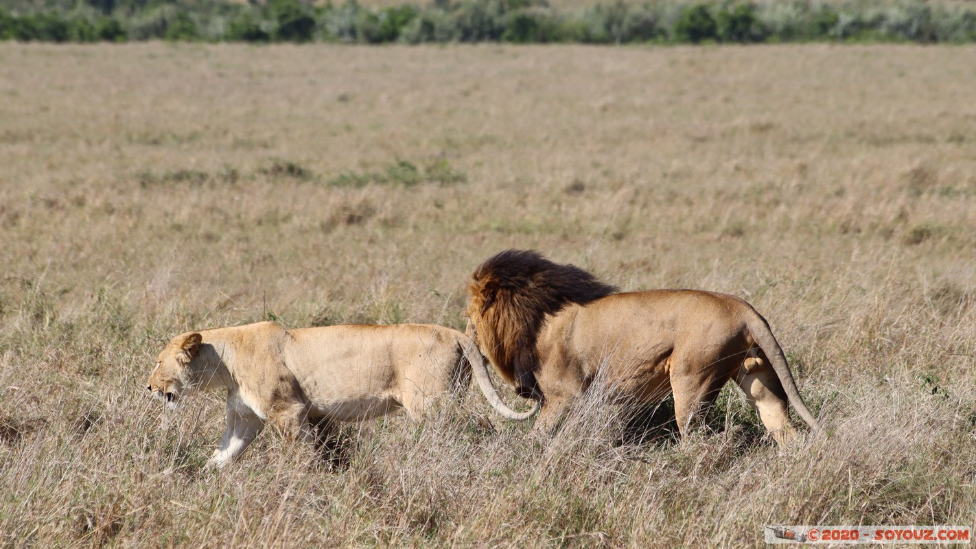 Masai Mara - Lion (Simba)
Mots-clés: geo:lat=-1.56899989 geo:lon=35.12723137 geotagged Keekorok KEN Kenya Narok Masai Mara animals Lion