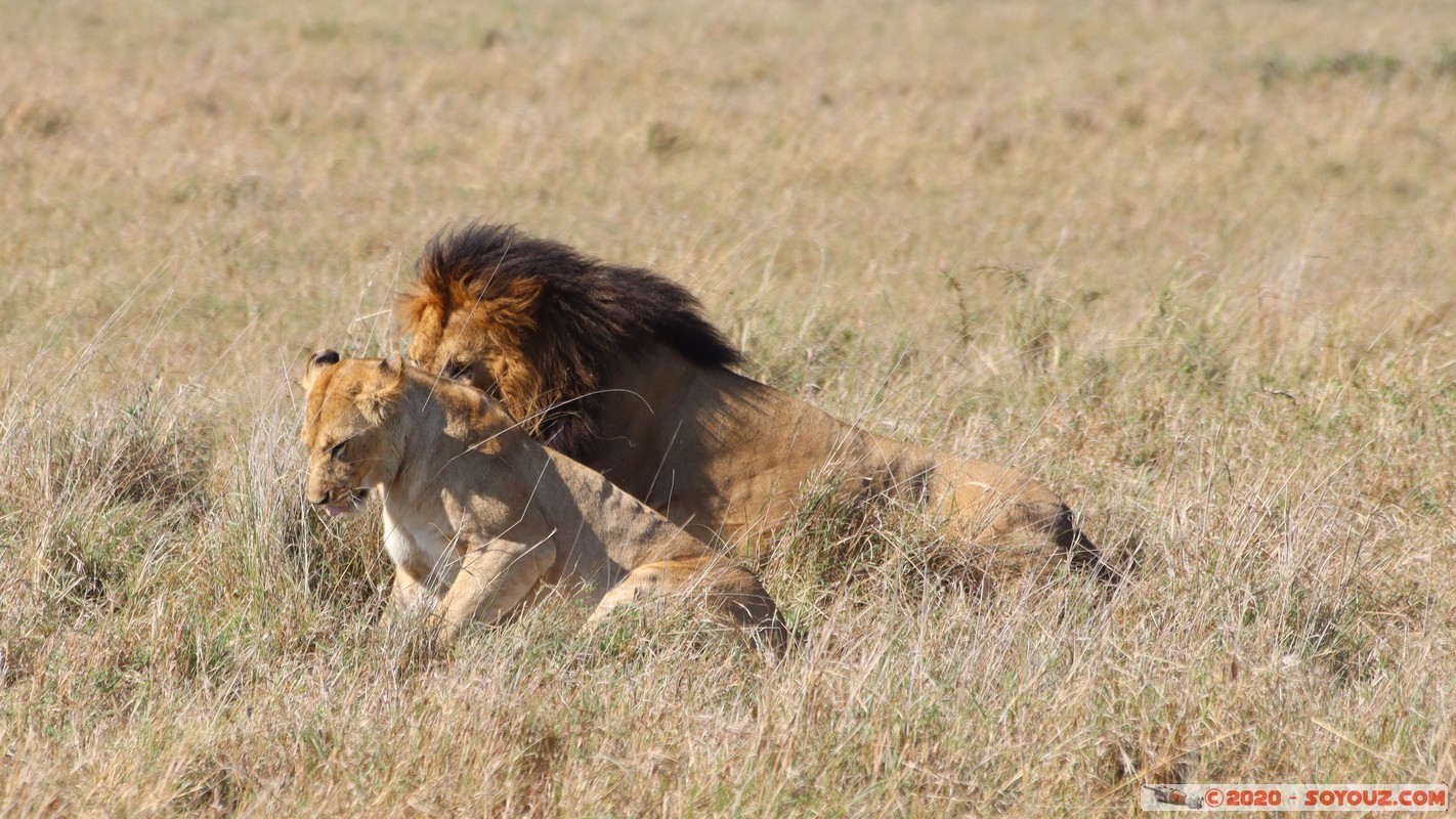 Masai Mara - Lion (Simba)
Mots-clés: geo:lat=-1.56899989 geo:lon=35.12723137 geotagged Keekorok KEN Kenya Narok Masai Mara animals Lion