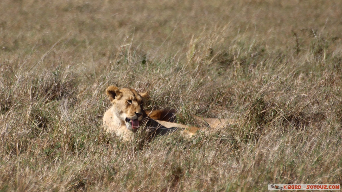 Masai Mara - Lion (Simba)
Mots-clés: geo:lat=-1.56899989 geo:lon=35.12723137 geotagged Keekorok KEN Kenya Narok Masai Mara animals Lion