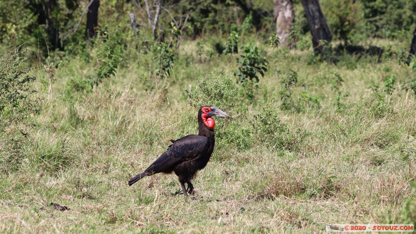 Masai Mara - Southern ground hornbill
Mots-clés: geo:lat=-1.57338052 geo:lon=35.15736526 geotagged Keekorok KEN Kenya Narok Masai Mara animals oiseau Southern ground hornbill Calao