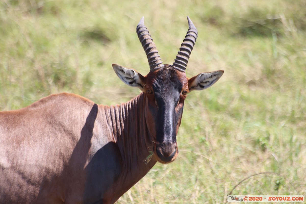 Masai Mara - Topi
Mots-clés: geo:lat=-1.53991209 geo:lon=35.13582384 geotagged Keekorok KEN Kenya Narok Masai Mara Topi animals