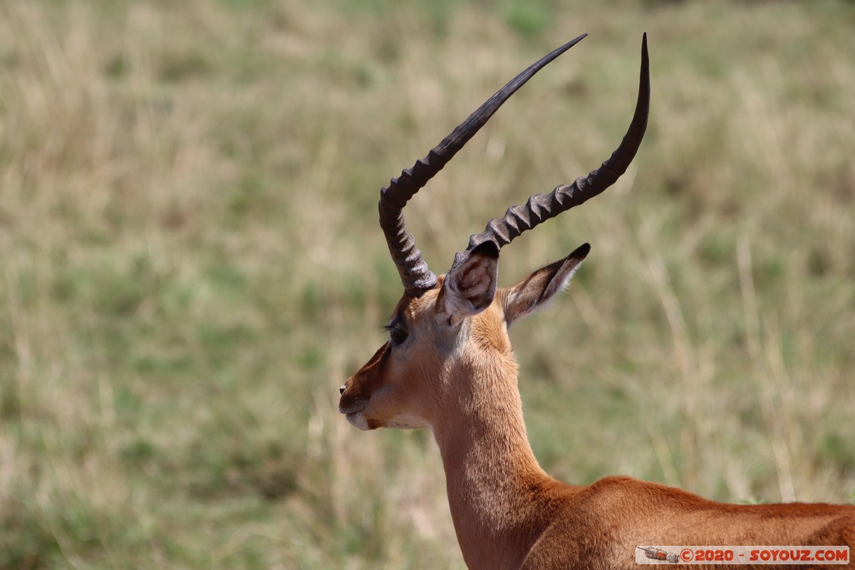 Masai Mara - Impala
Mots-clés: geo:lat=-1.53991209 geo:lon=35.13582384 geotagged Keekorok KEN Kenya Narok Masai Mara animals Impala