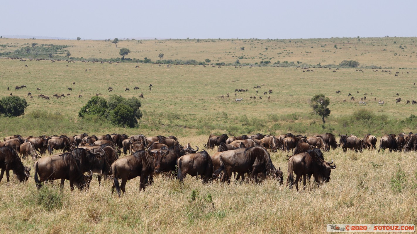 Masai Mara - Wildebeest (Gnou)
Mots-clés: geo:lat=-1.53991209 geo:lon=35.13582384 geotagged Keekorok KEN Kenya Narok Masai Mara Gnou Wildebeest