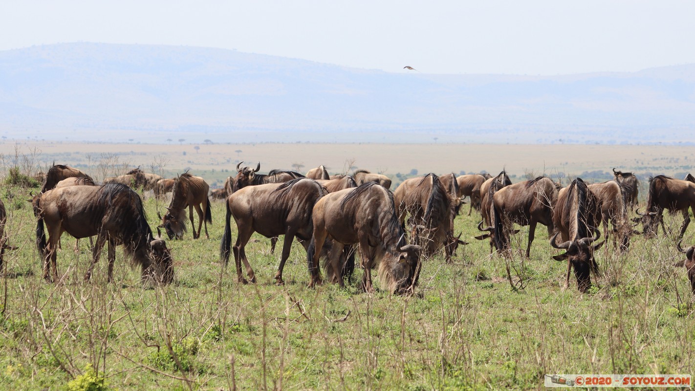 Masai Mara - Wildebeest (Gnou)
Mots-clés: geo:lat=-1.53456033 geo:lon=35.12175834 geotagged Keekorok KEN Kenya Narok Masai Mara Gnou Wildebeest