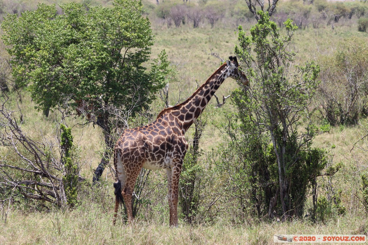 Masai Mara - Giraffe
Mots-clés: geo:lat=-1.50800210 geo:lon=35.05520117 geotagged KEN Kenya Narok Ol Kiombo Masai Mara animals Giraffe Masai Giraffe
