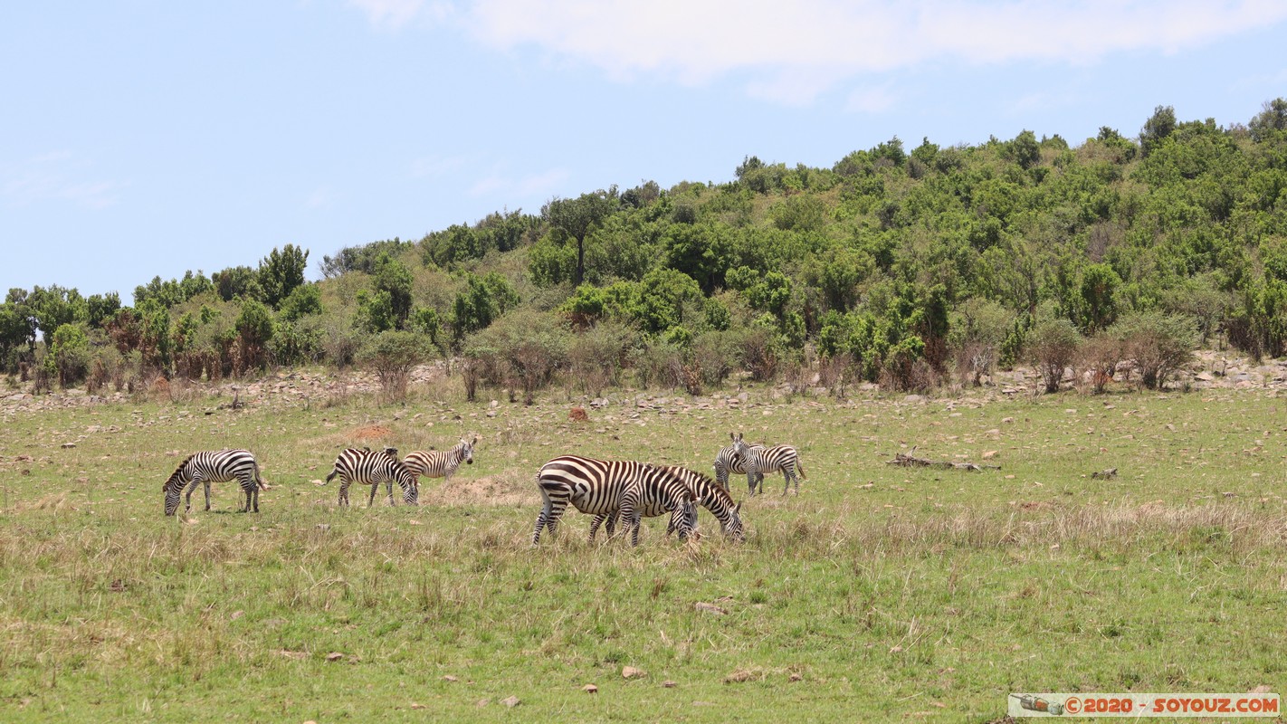 Masai Mara - Zebra
Mots-clés: geo:lat=-1.50800210 geo:lon=35.05520117 geotagged KEN Kenya Narok Ol Kiombo Masai Mara zebre animals