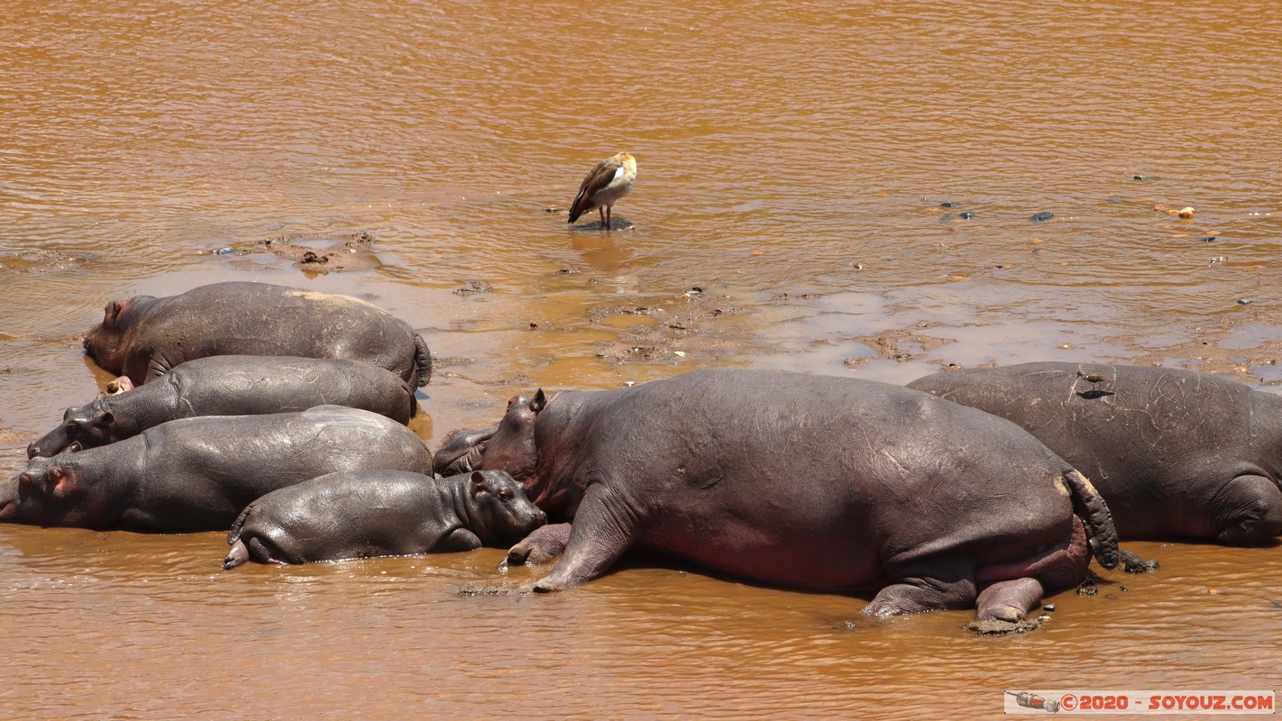 Masai Mara - Hippopotamus
Mots-clés: geo:lat=-1.50196743 geo:lon=35.02617817 geotagged KEN Kenya Narok Ol Kiombo Masai Mara animals hippopotame Mara river Riviere