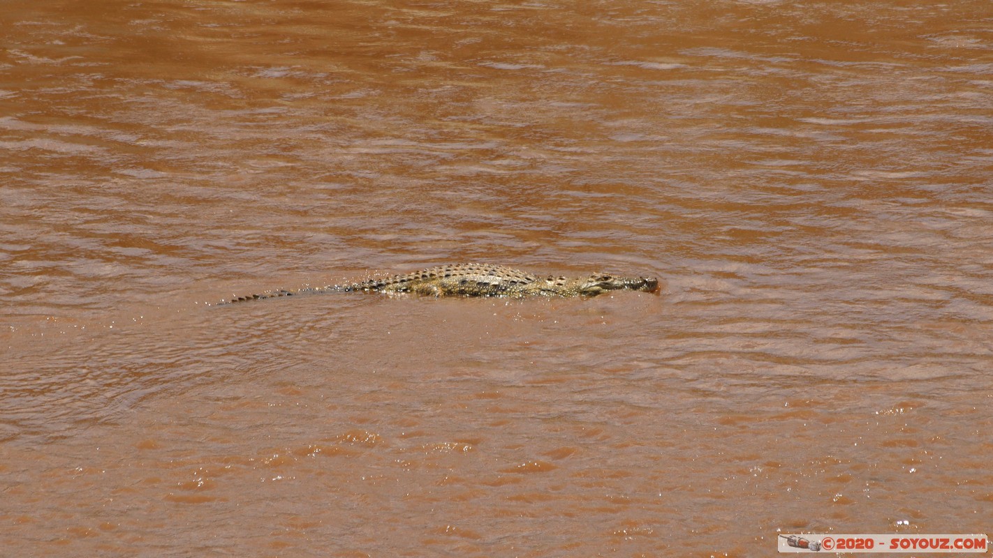 Masai Mara - Crocodile
Mots-clés: geo:lat=-1.50196743 geo:lon=35.02617817 geotagged KEN Kenya Narok Ol Kiombo Masai Mara crocodile Mara river Riviere