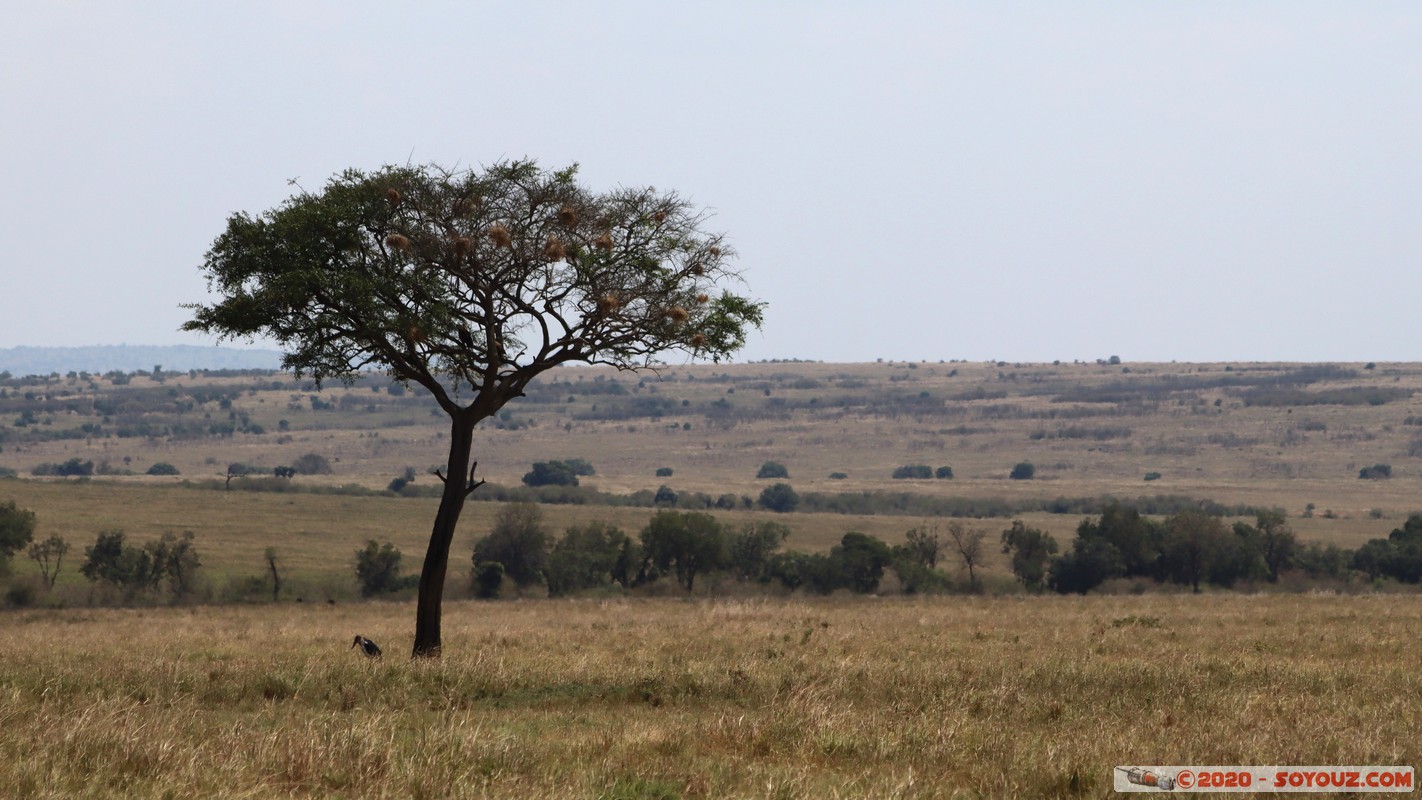Masai Mara
Mots-clés: geo:lat=-1.51902173 geo:lon=35.03893405 geotagged KEN Kenya Narok Ol Kiombo Masai Mara paysage Arbres