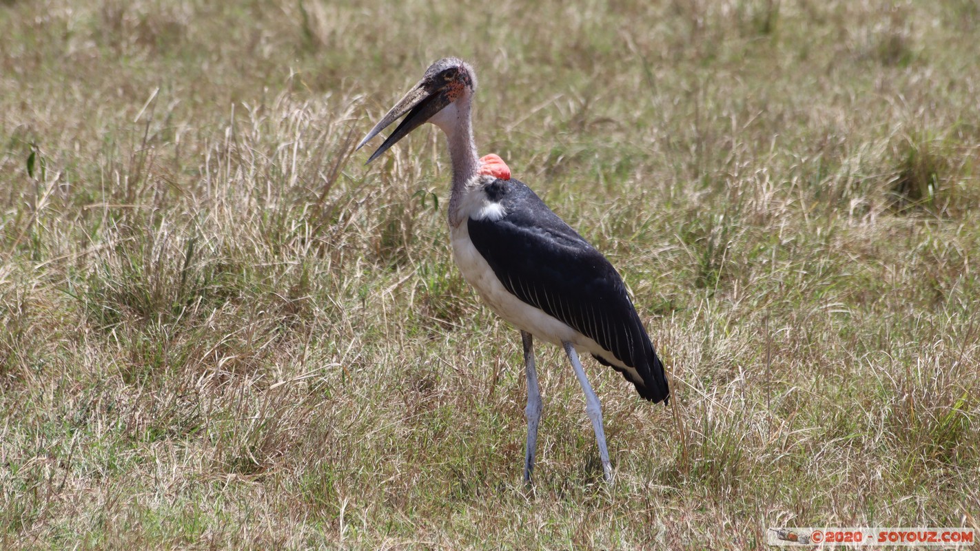 Masai Mara - Marabou Stork
Mots-clés: geo:lat=-1.51902173 geo:lon=35.03893405 geotagged KEN Kenya Narok Ol Kiombo Masai Mara Marabou animals oiseau