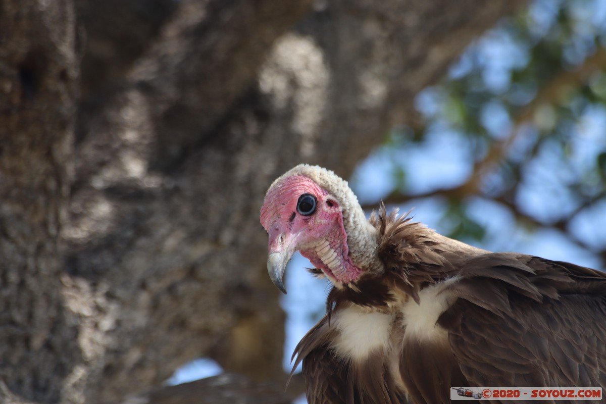 Masai Mara - Lappet-faced Vulture
Mots-clés: geo:lat=-1.51902173 geo:lon=35.03893405 geotagged KEN Kenya Narok Ol Kiombo Masai Mara oiseau vautour animals Lappet-faced Vulture