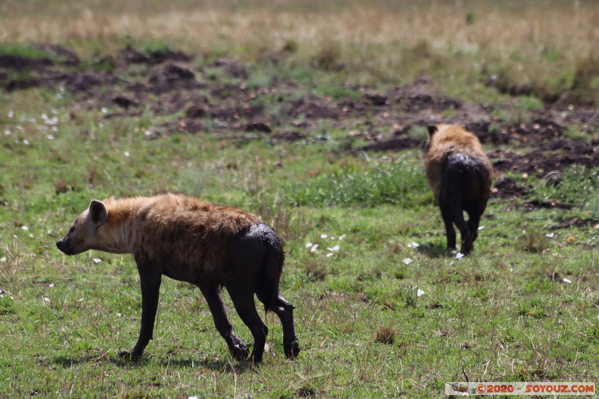 Masai Mara - Spotted Hyena
Mots-clés: geo:lat=-1.51251980 geo:lon=35.04353761 geotagged KEN Kenya Narok Ol Kiombo Masai Mara Spotted Hyena Hyene tachetee