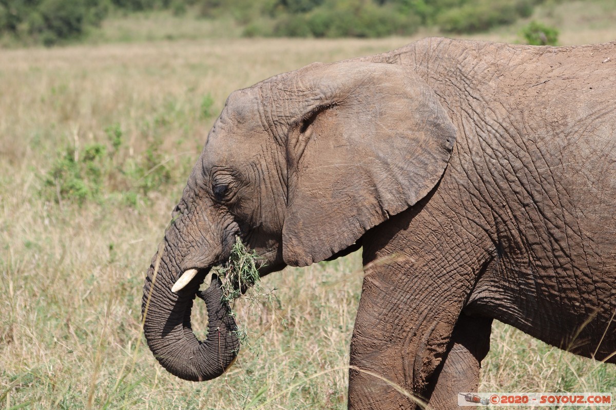 Masai Mara - Elephant
Mots-clés: geo:lat=-1.56358780 geo:lon=35.23255683 geotagged Keekorok KEN Kenya Narok Masai Mara animals Elephant