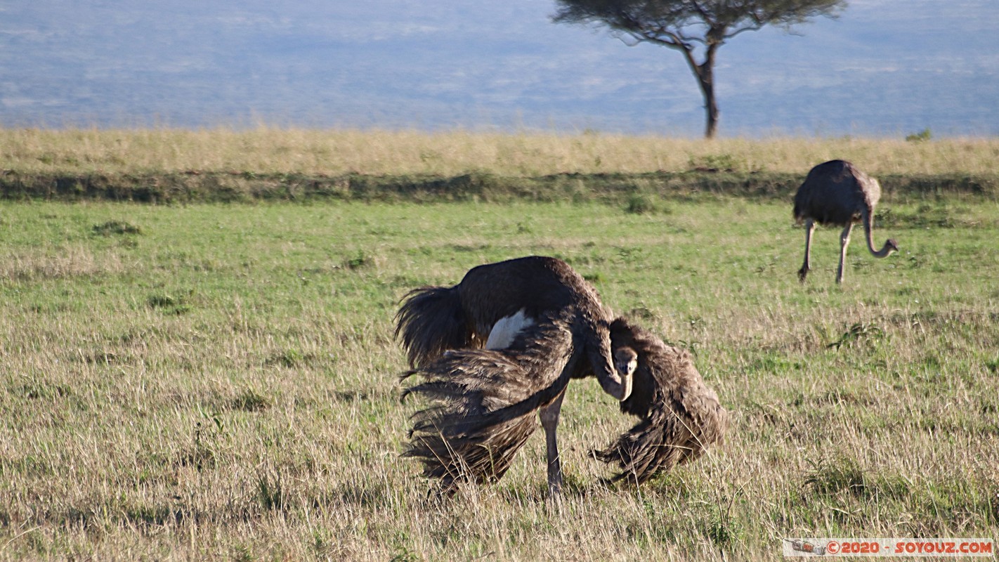 Masai Mara - Ostrich
Mots-clés: geo:lat=-1.52827540 geo:lon=35.29390227 geotagged Keekorok KEN Kenya Narok Masai Mara animals oiseau Autruche