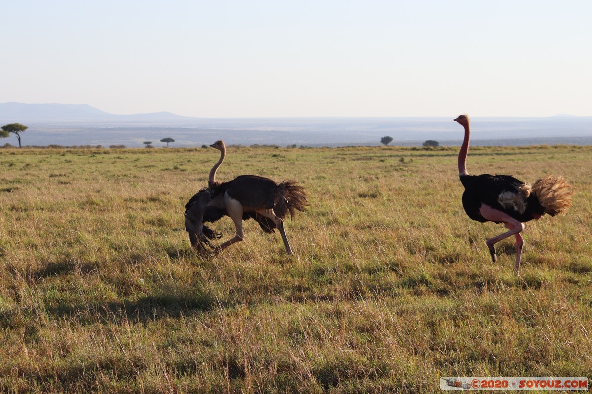 Masai Mara - Ostrich
Mots-clés: geo:lat=-1.52827540 geo:lon=35.29390227 geotagged Keekorok KEN Kenya Narok Masai Mara animals oiseau Autruche