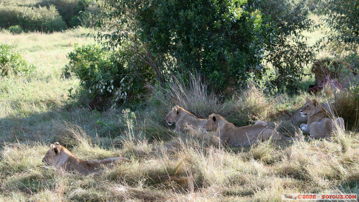 Masai Mara - Lion (Simba)
Mots-clés: geo:lat=-1.53187900 geo:lon=35.28392405 geotagged Keekorok KEN Kenya Narok Masai Mara animals Lion