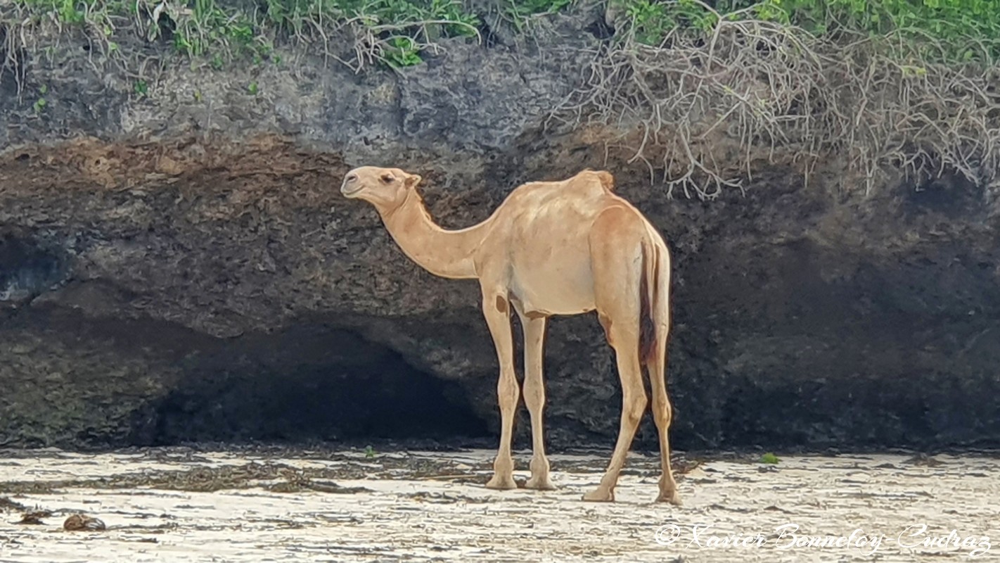 Mombasa - Bamburi Beach - Camel
Mots-clés: Bamburi Beach Kenya Mombasa animals Dromadaire