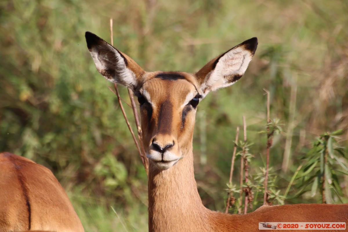 Nairobi National Park - Grant's gazelle
Mots-clés: geo:lat=-1.36084850 geo:lon=36.79325119 geotagged Kajiado KEN Kenya Masai Nairobi National Park Nairobi animals Grant's Gazelle