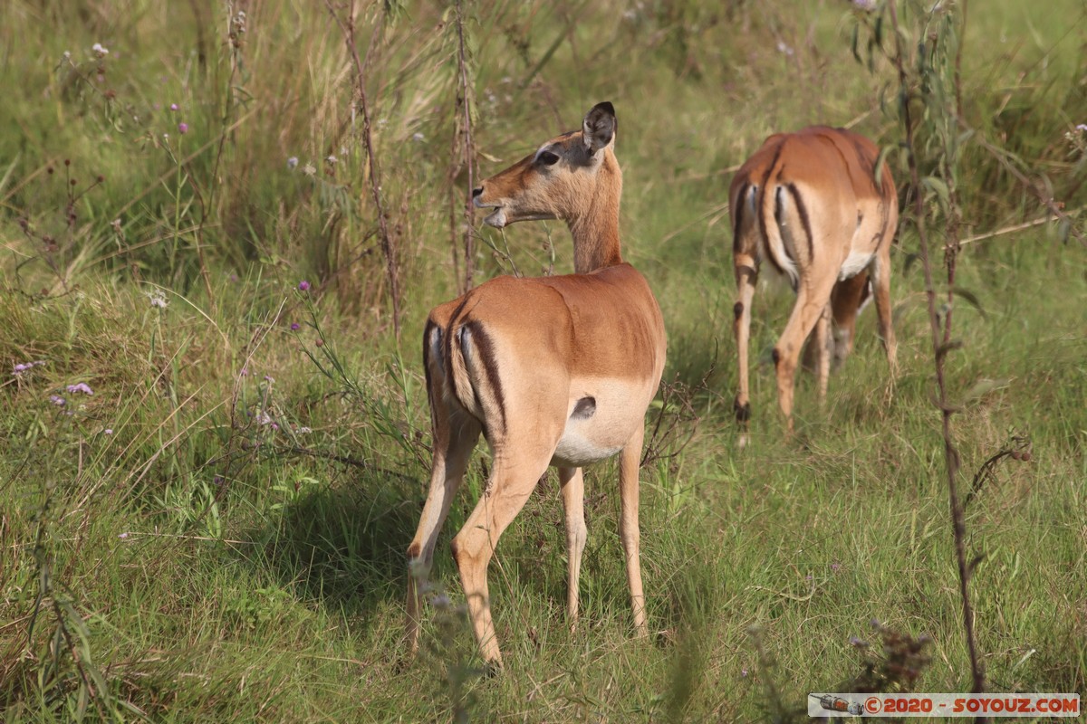Nairobi National Park - Grant's gazelle
Mots-clés: geo:lat=-1.36084850 geo:lon=36.79325119 geotagged Kajiado KEN Kenya Masai Nairobi National Park Nairobi animals Grant's Gazelle