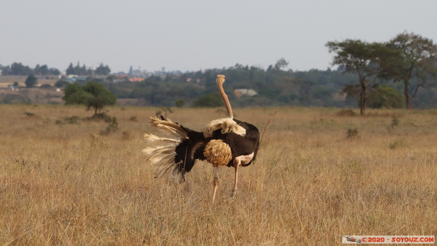 Nairobi National Park - Ostrich
Mots-clés: geo:lat=-1.37350485 geo:lon=36.77906937 geotagged KEN Kenya Mbagathi Nairobi Area Nairobi National Park Nairobi animals Autruche oiseau