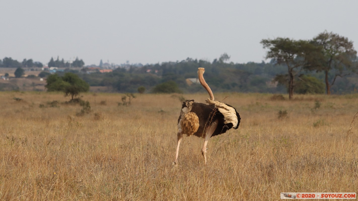 Nairobi National Park - Ostrich
Mots-clés: geo:lat=-1.37350485 geo:lon=36.77906937 geotagged KEN Kenya Mbagathi Nairobi Area Nairobi National Park Nairobi animals Autruche oiseau
