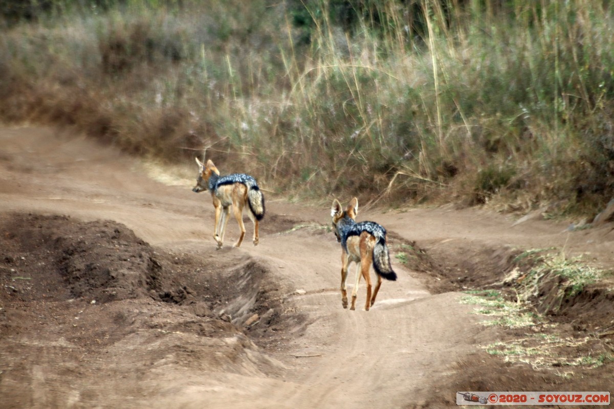 Nairobi National Park - Jackal
Mots-clés: geo:lat=-1.37416511 geo:lon=36.79699481 geotagged Kajiado KEN Kenya Masai Nairobi National Park Nairobi animals Chacal à dos noir