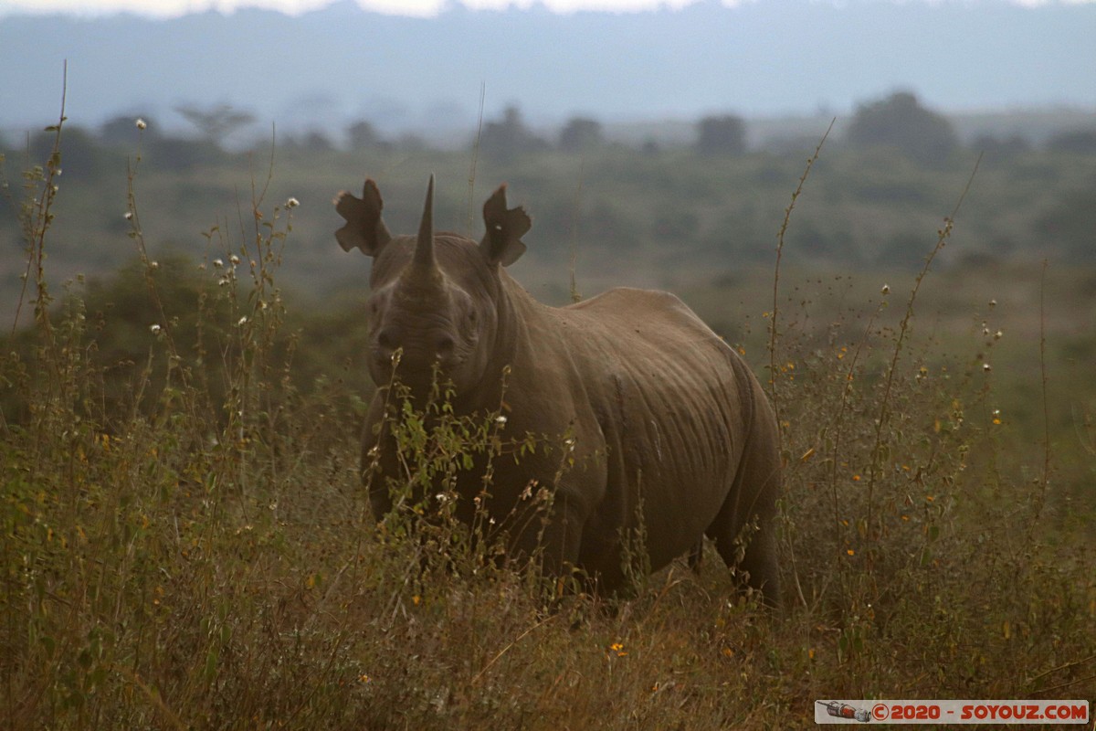 Nairobi National Park - Rhinoceros
Mots-clés: geo:lat=-1.35887719 geo:lon=36.83938076 geotagged Highway KEN Kenya Nairobi Area Nairobi National Park Nairobi animals Rhinoceros